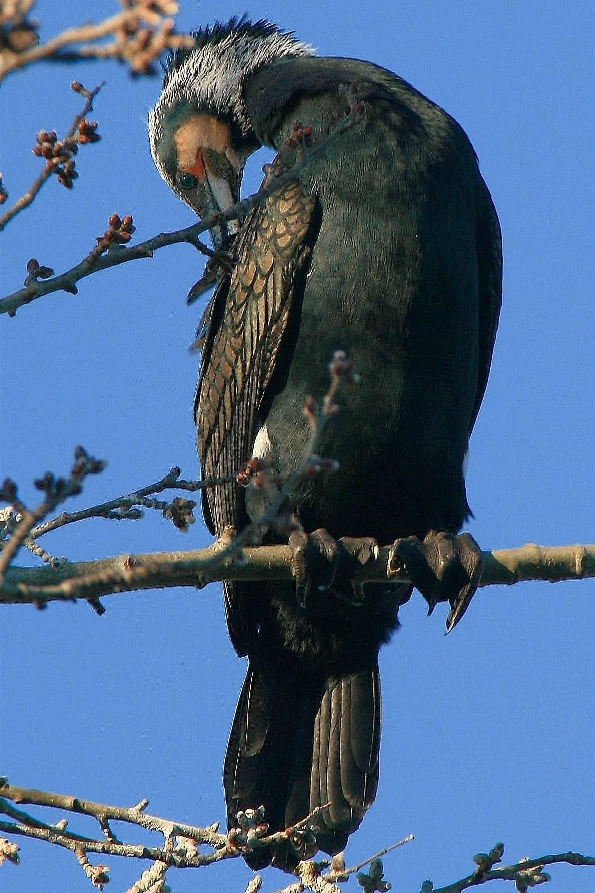 Teleobiettivo e natura