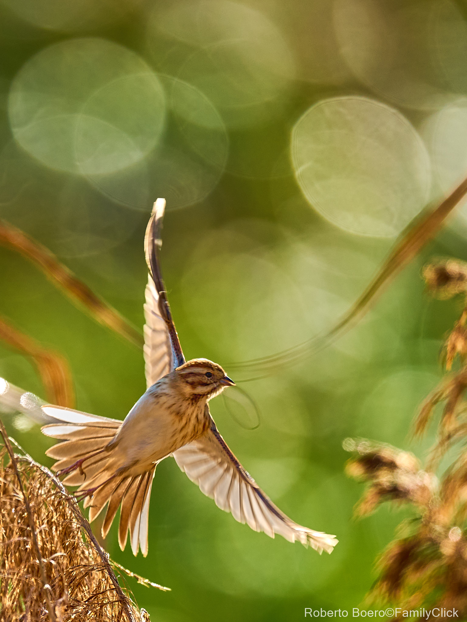 Migliarino di palude