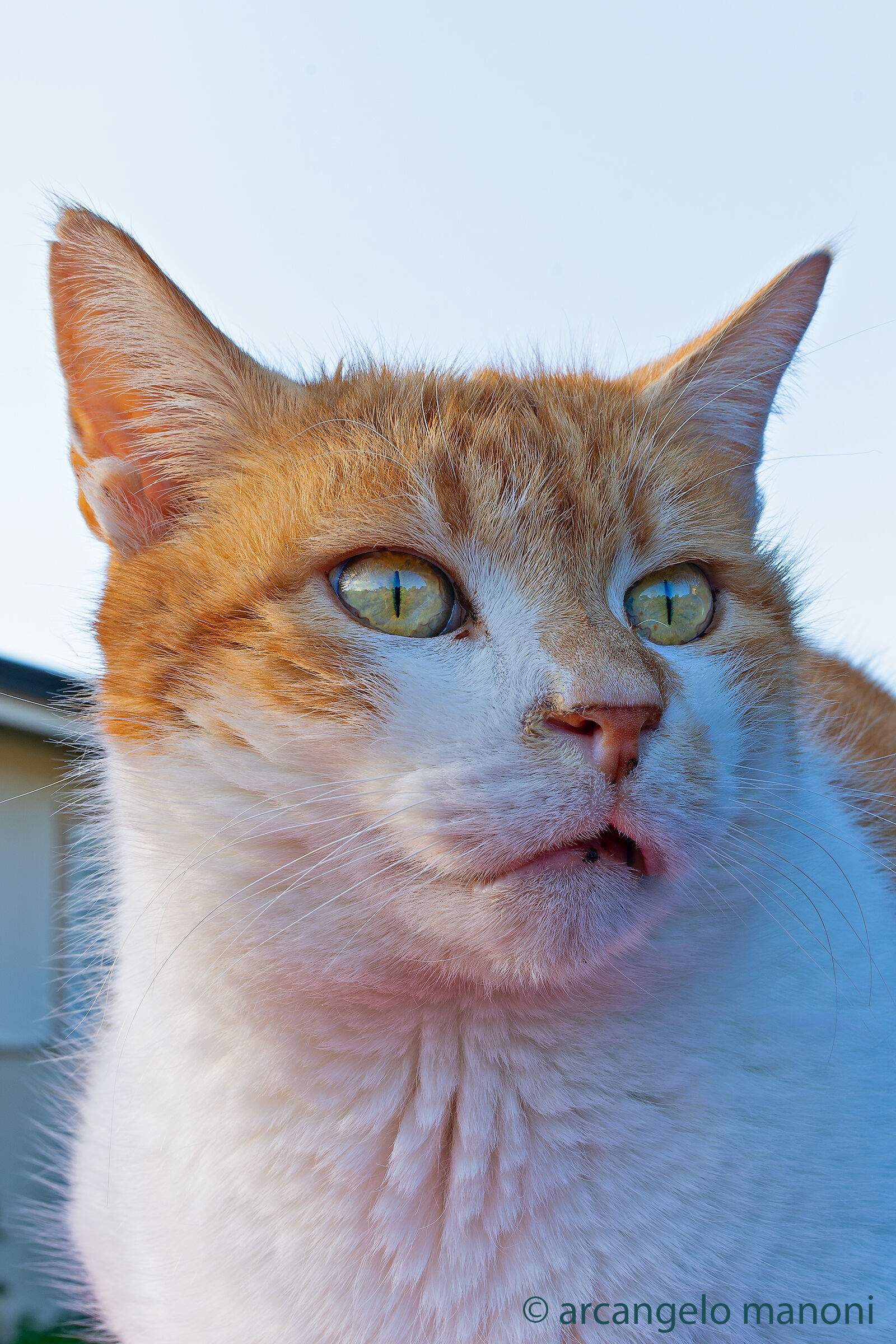 Il mio adorato fennec