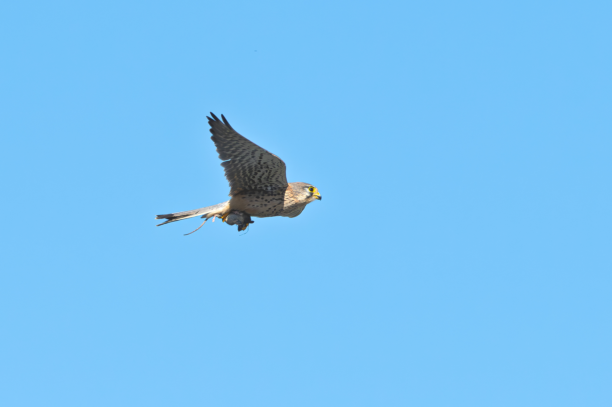 Kestrel