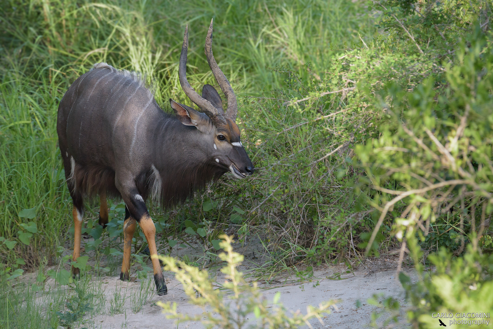 Nyala