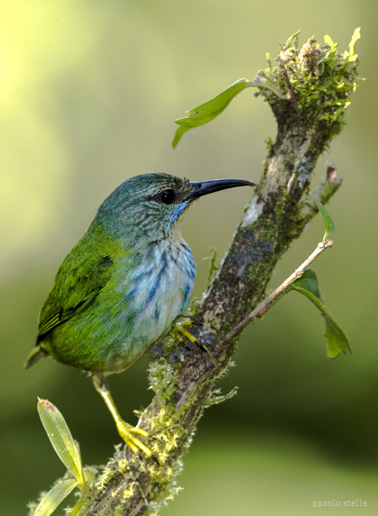 Shining Honeycreeper female