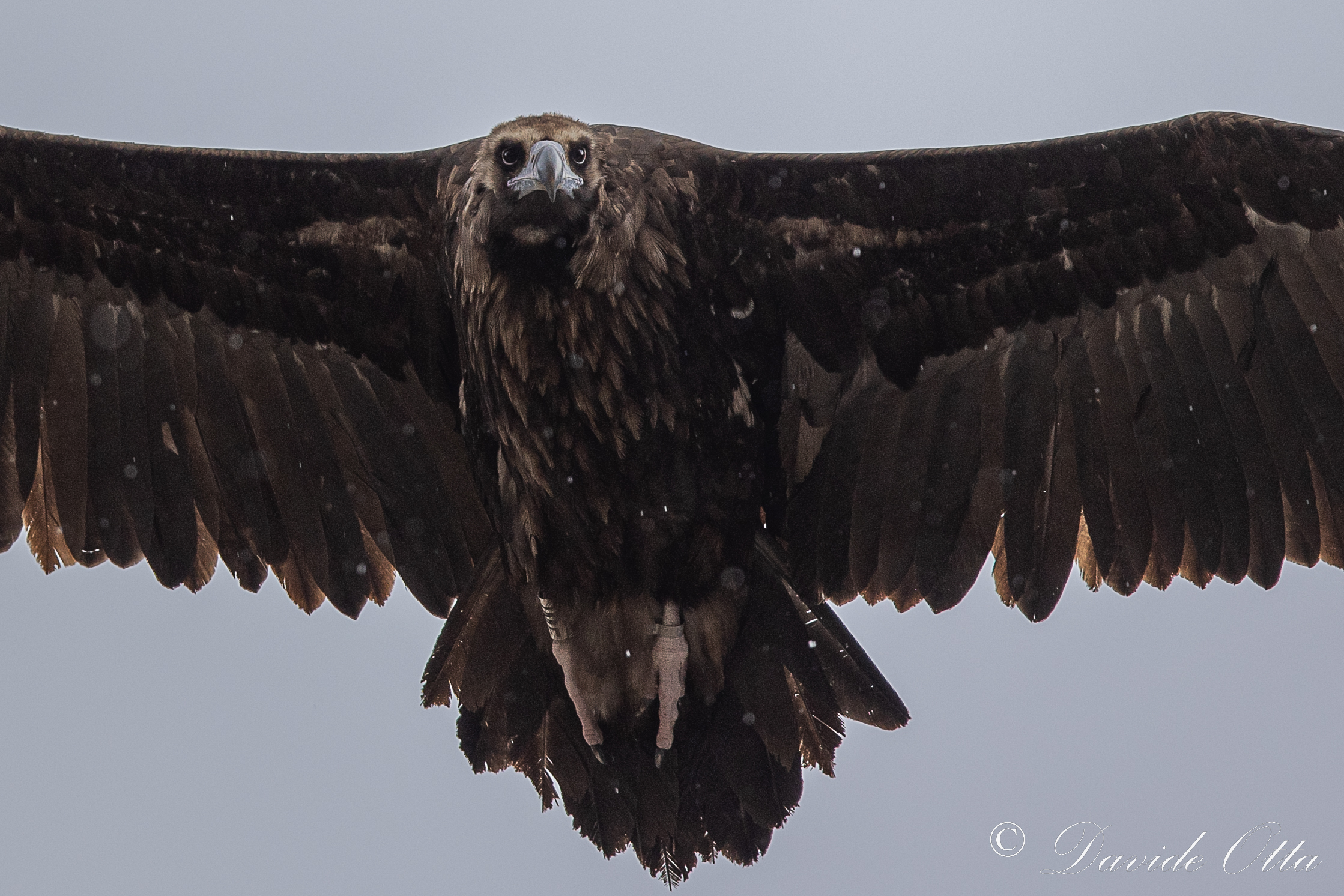 Vulture Monk