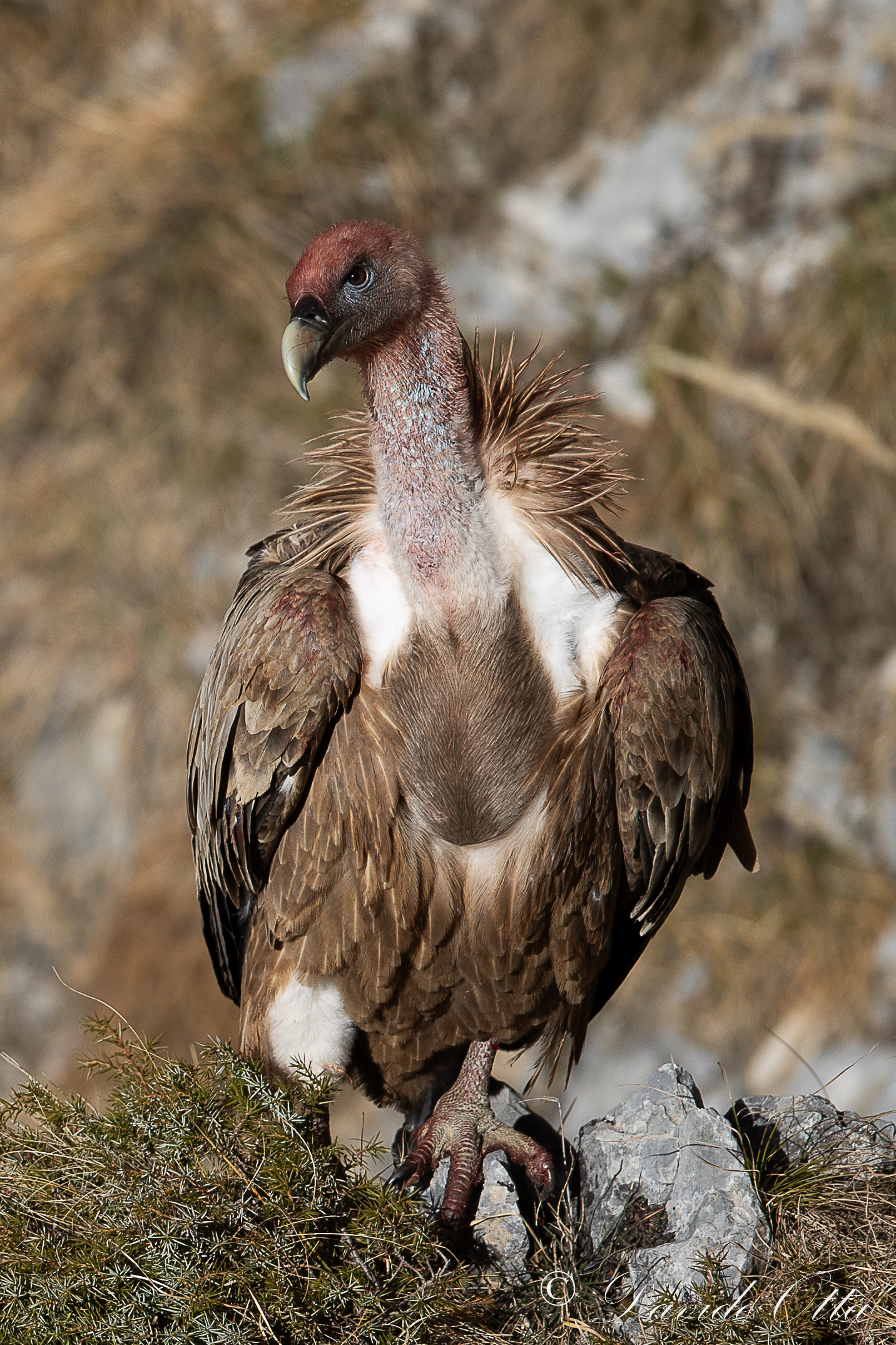 Griffon vulture in the Alps