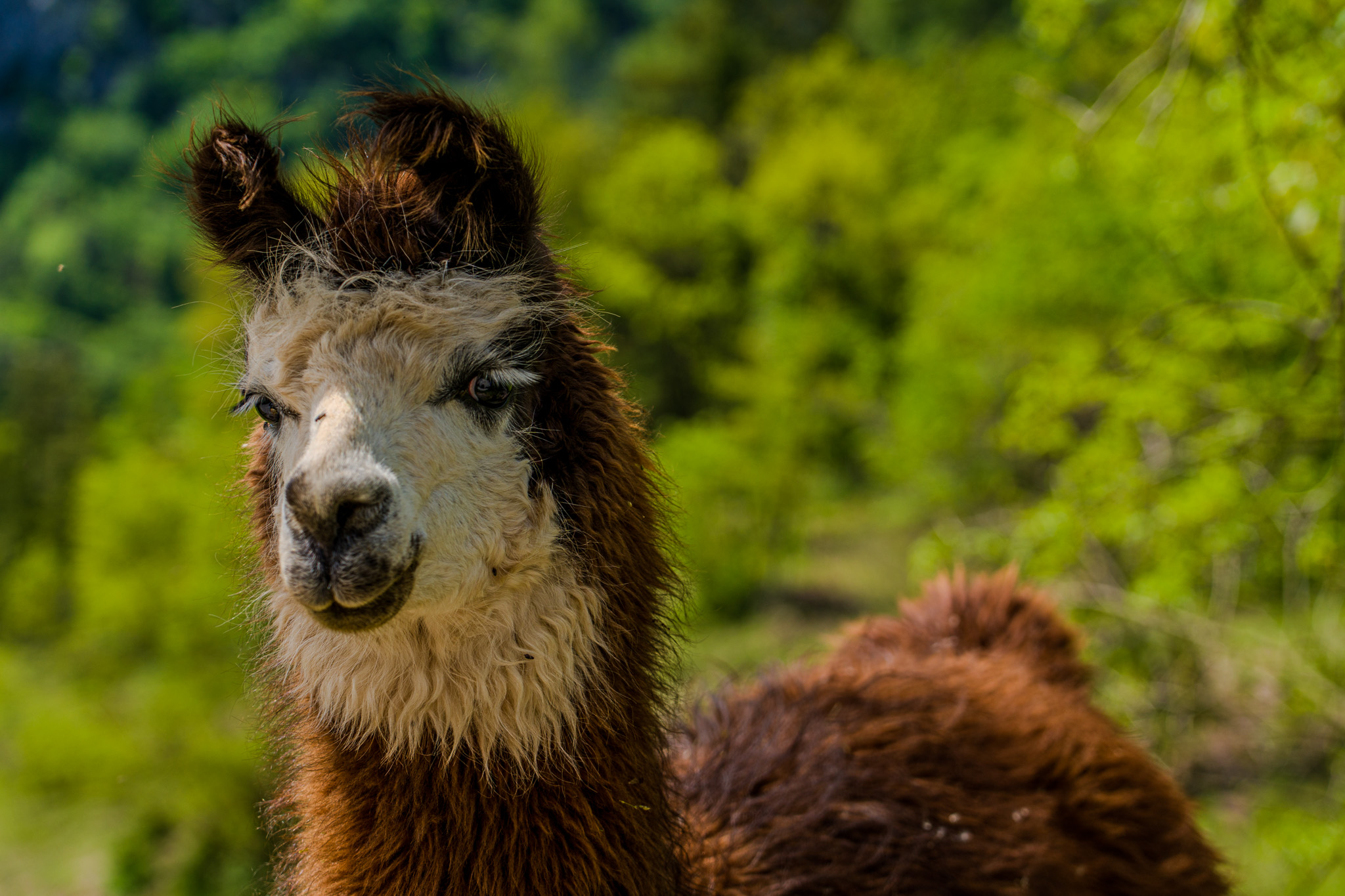 Su e giù per il Nembia