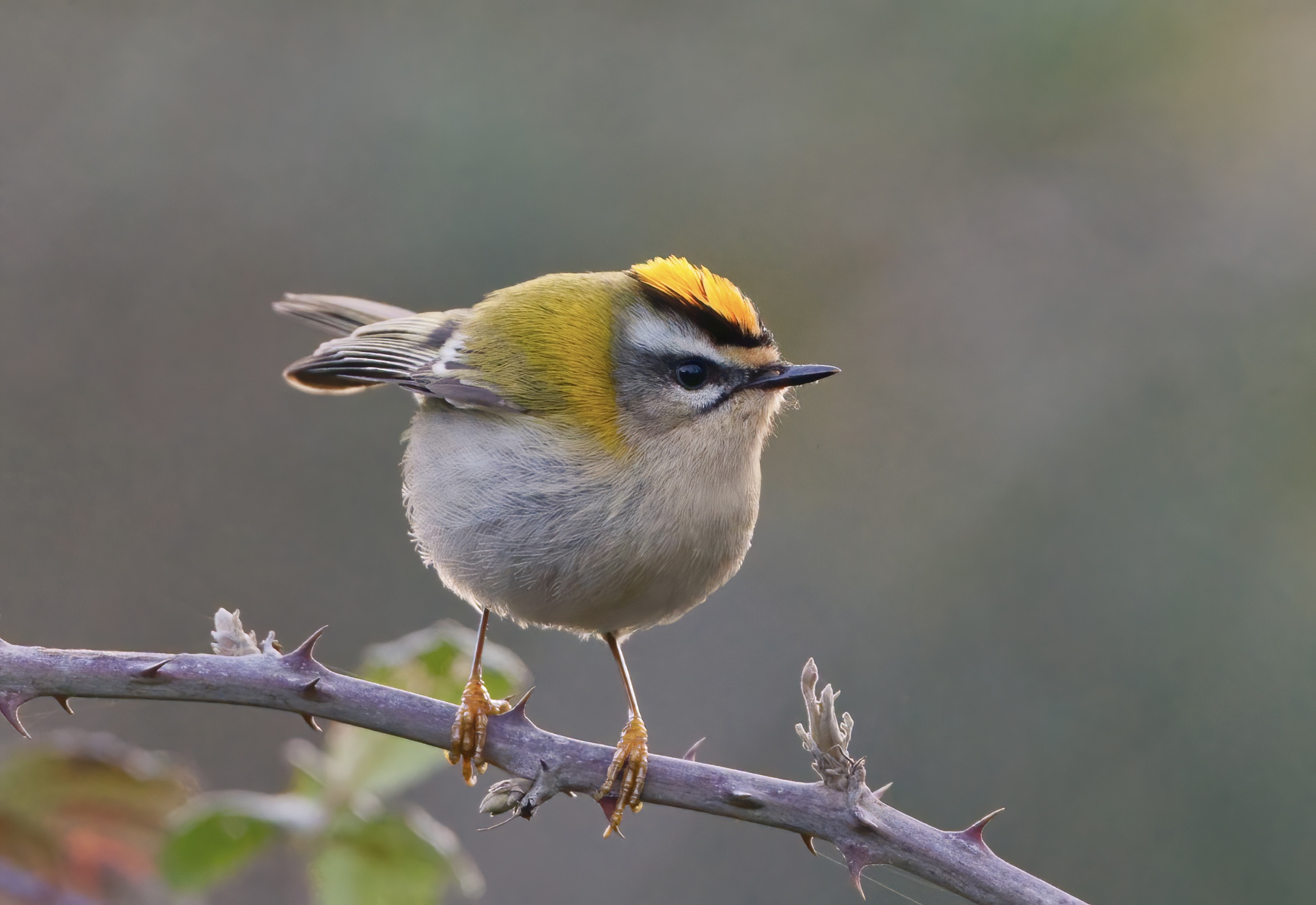 5 grams of tenderness and frenzy