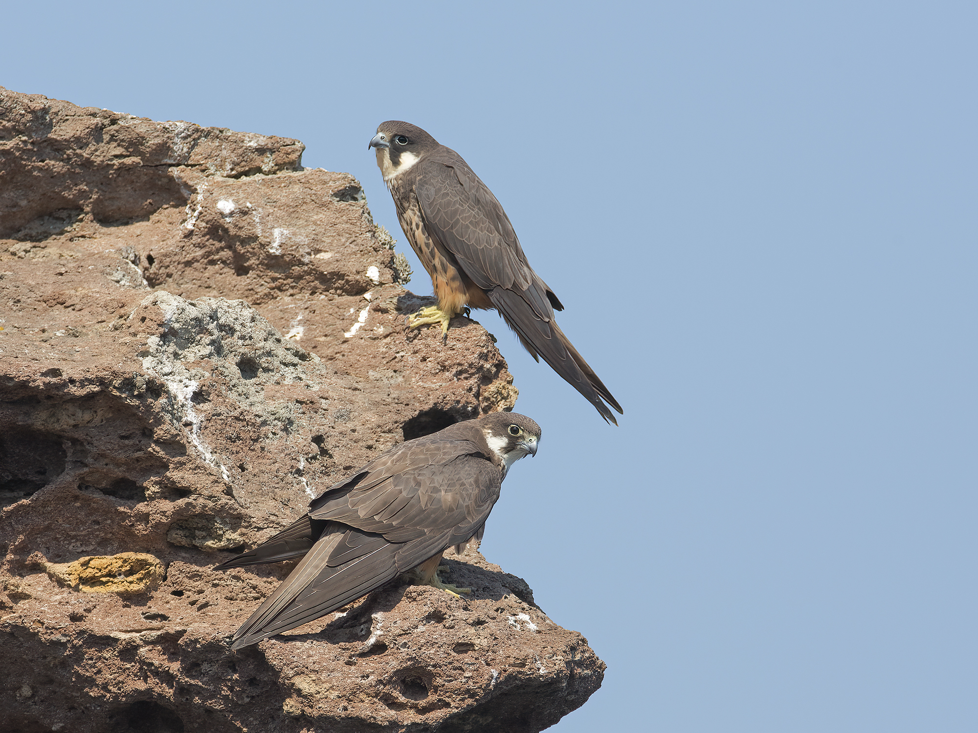 falchi della regina (falco eleonorae)