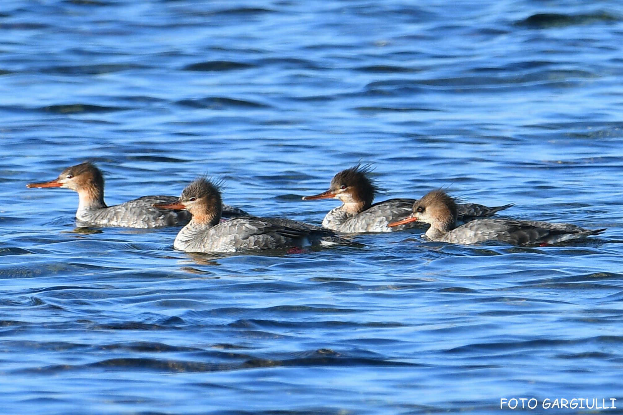 Red-breasted merganser