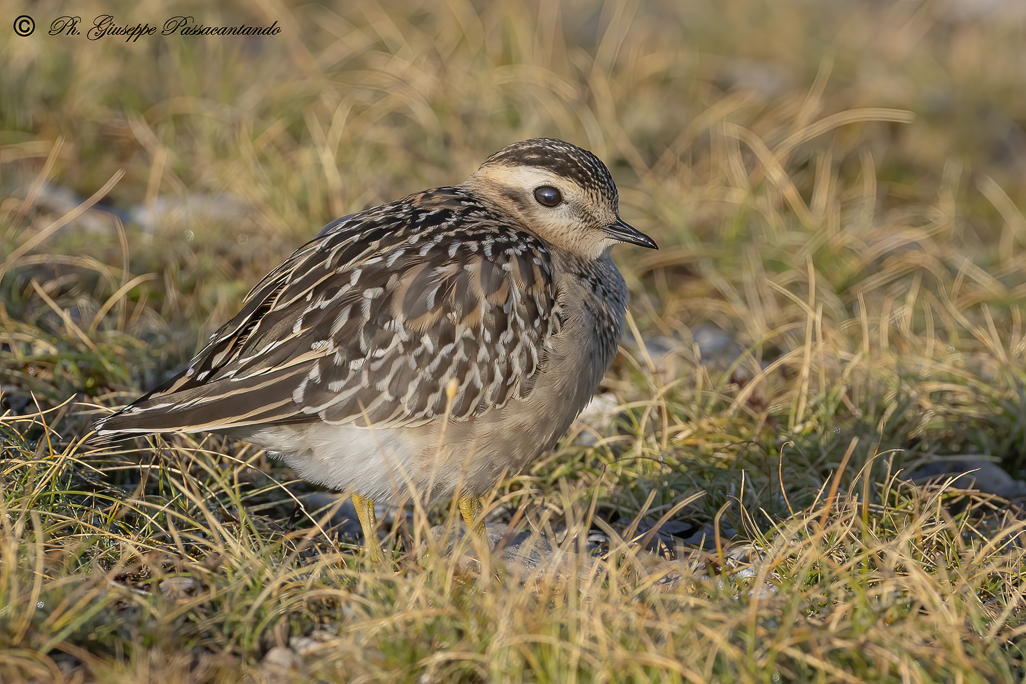 Tortolino Plover