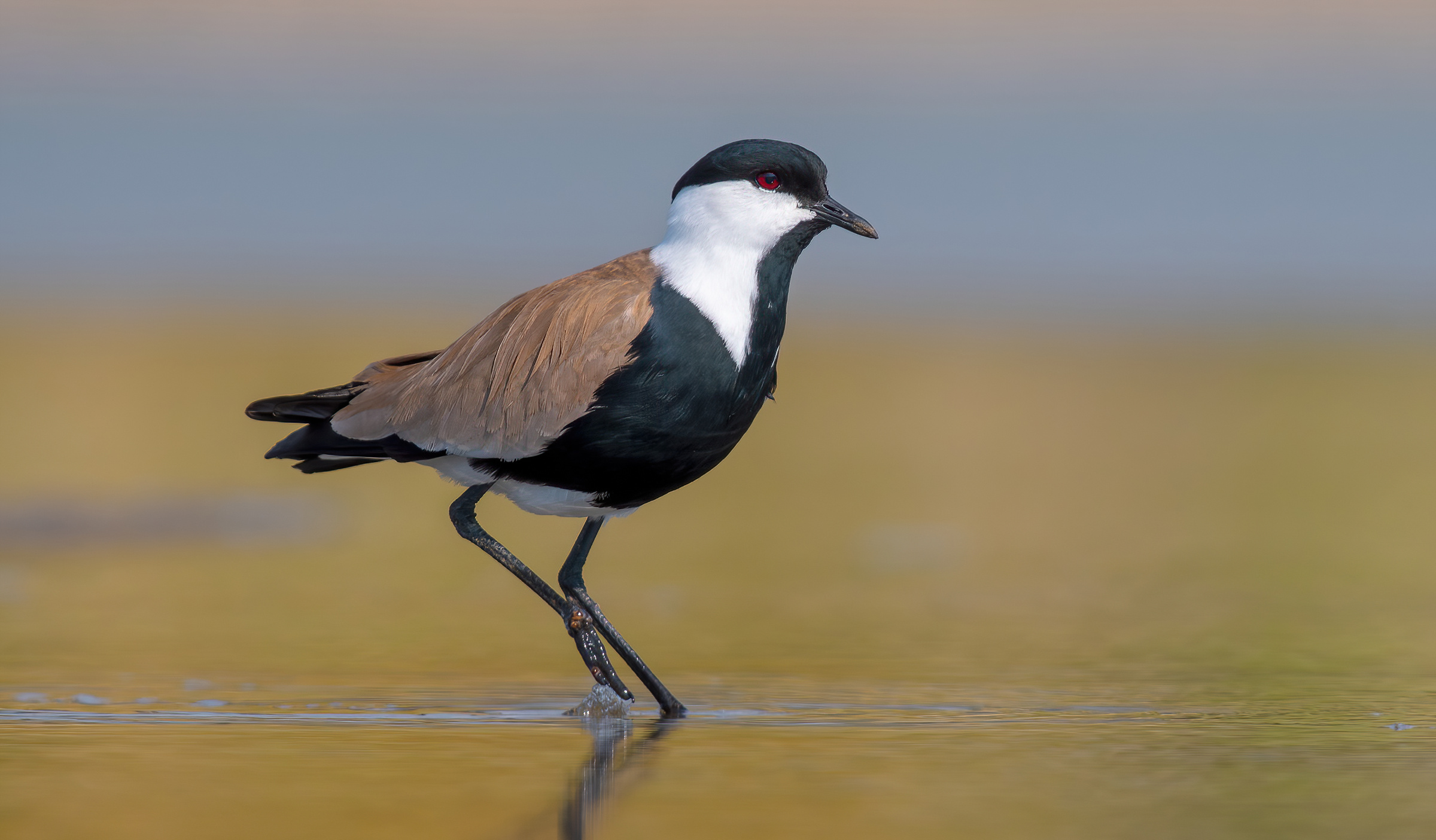 pavoncella dalle ali speronate