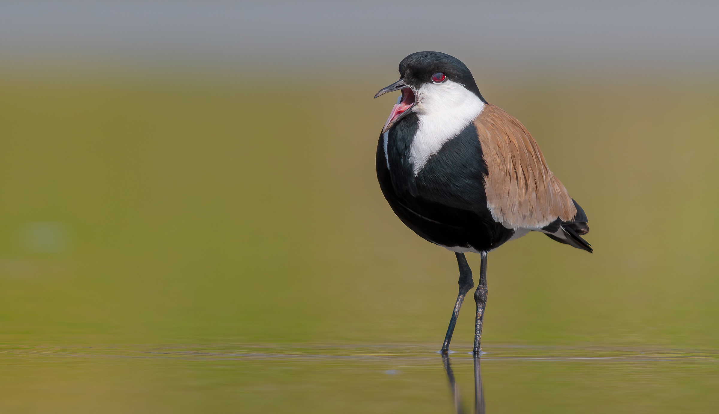 pavoncella dalle ali speronate