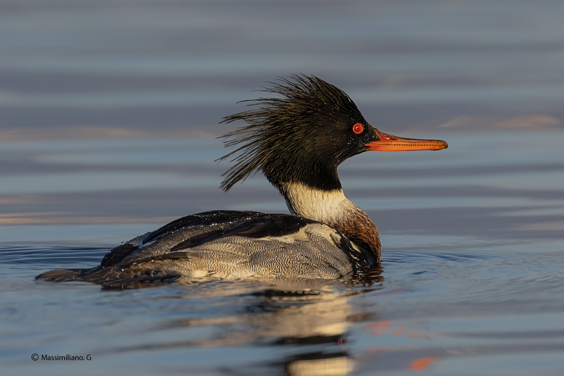 Red-breasted merganser