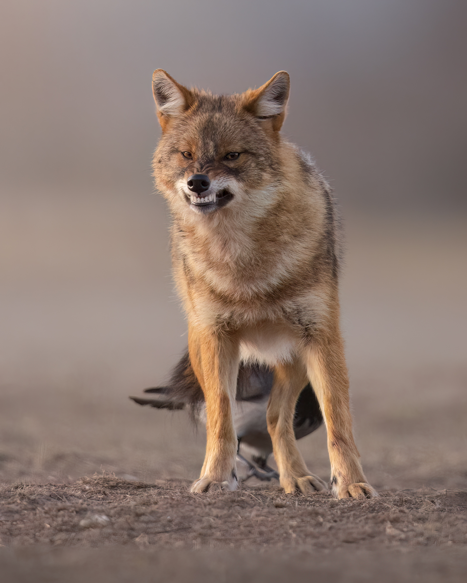 Golden Jackal