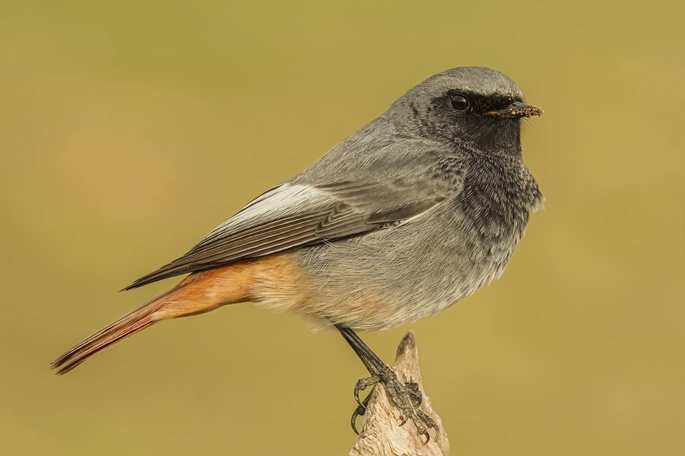 Black redstart