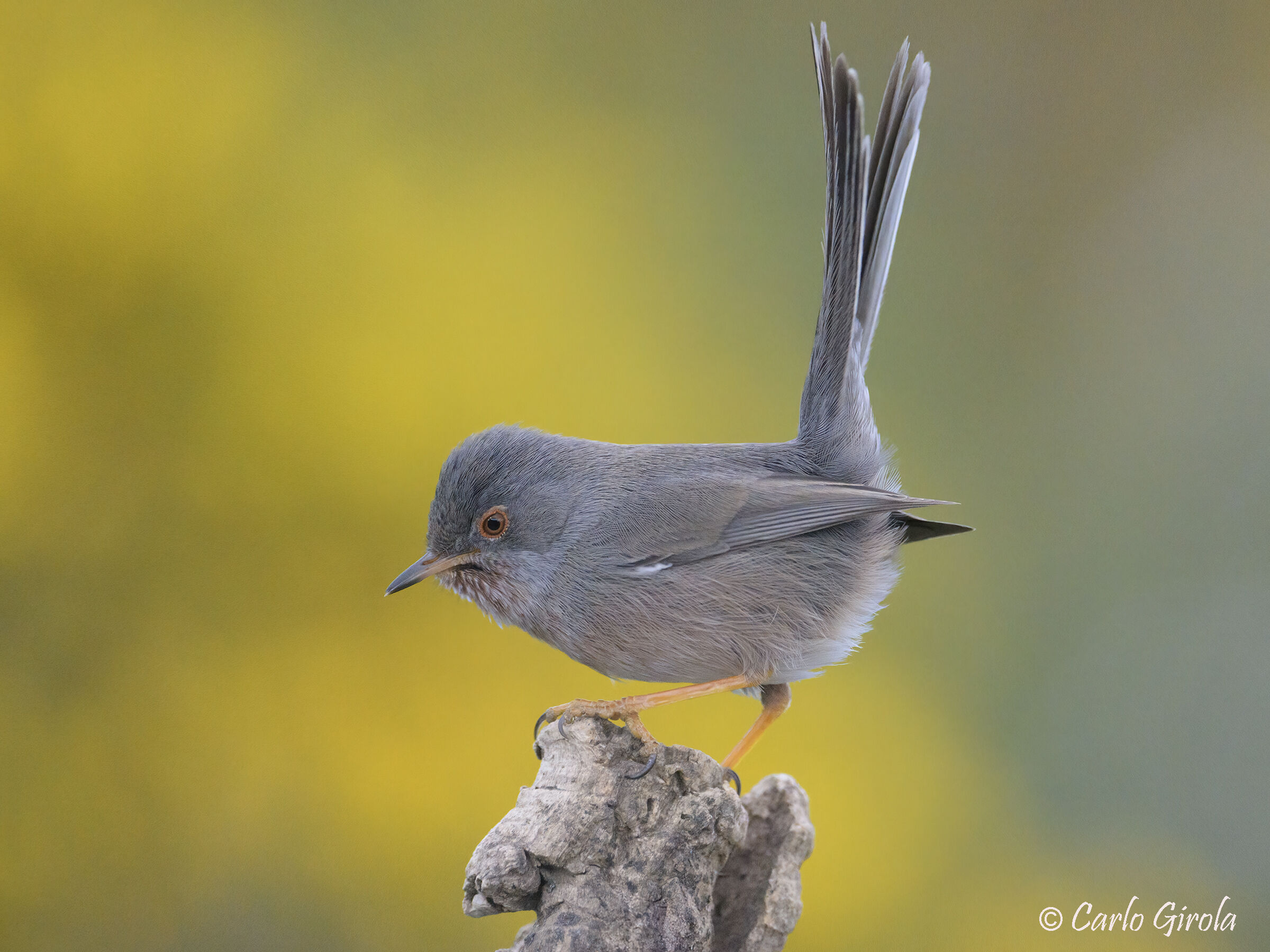 Magnanina (Sylvia undata)