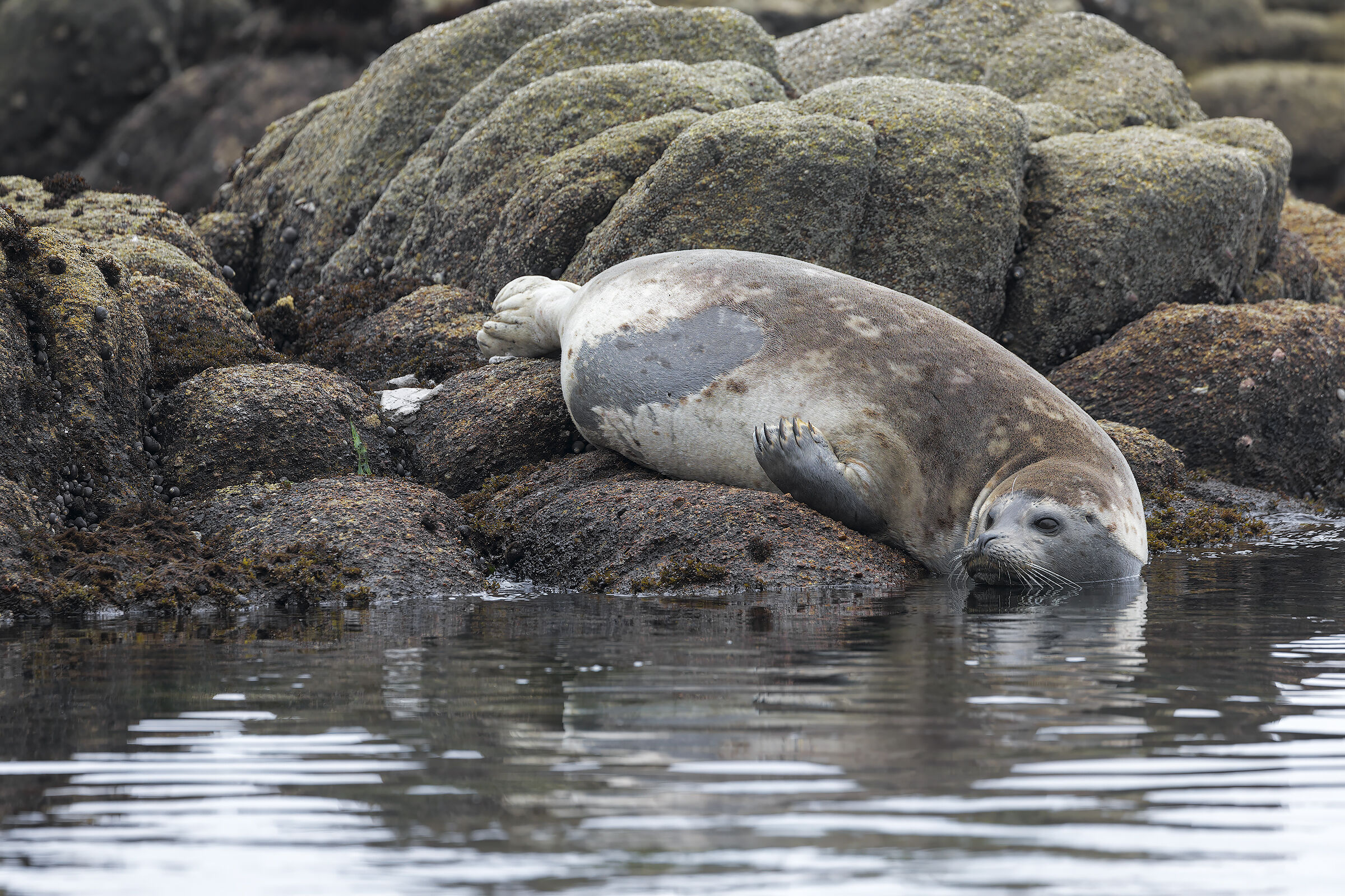 foca 1