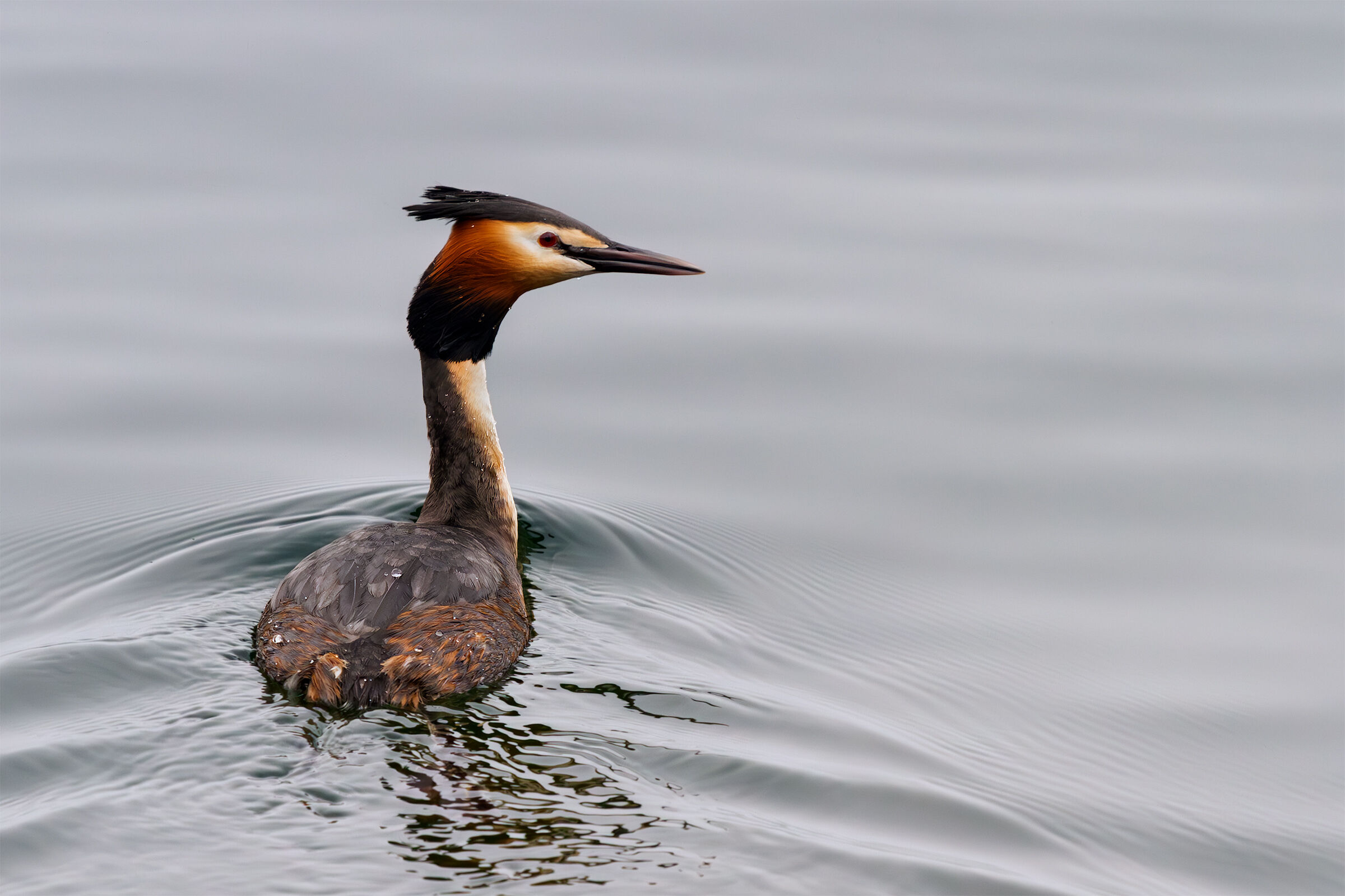 Great crested grebe
