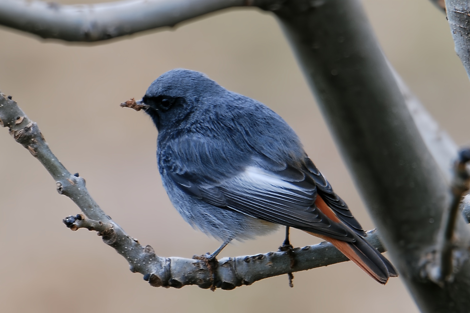 Codirosso spazzacamino