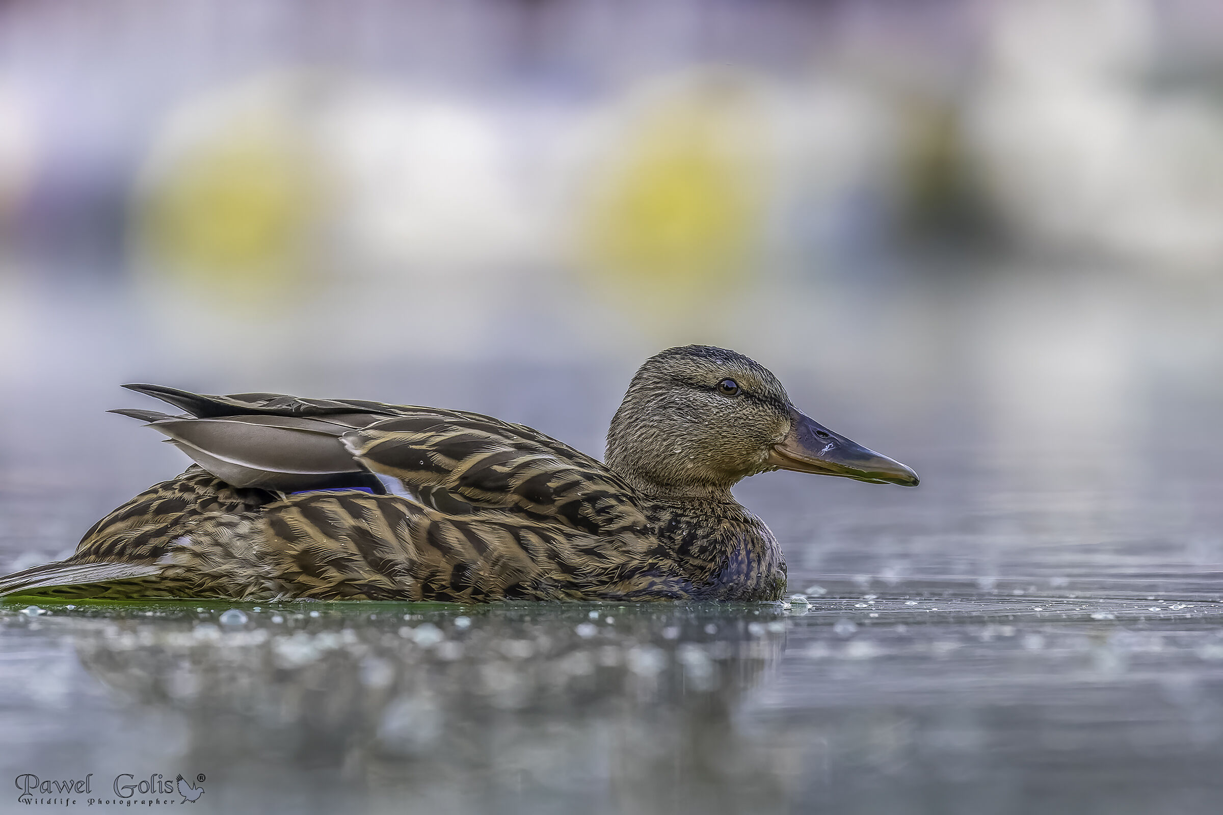 Germano reale (Anas platyrhynchos)