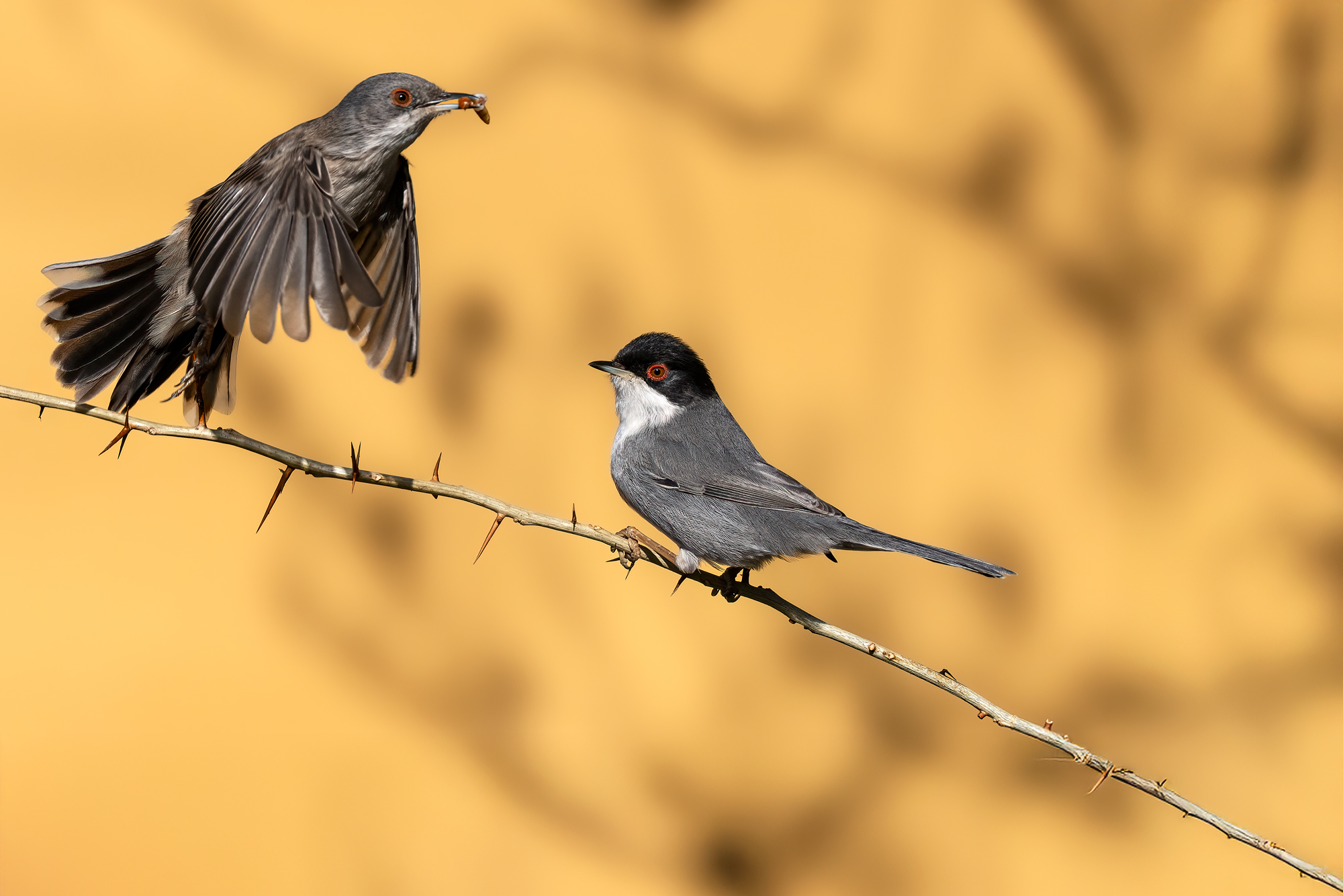 Female and male Sardinian warbler