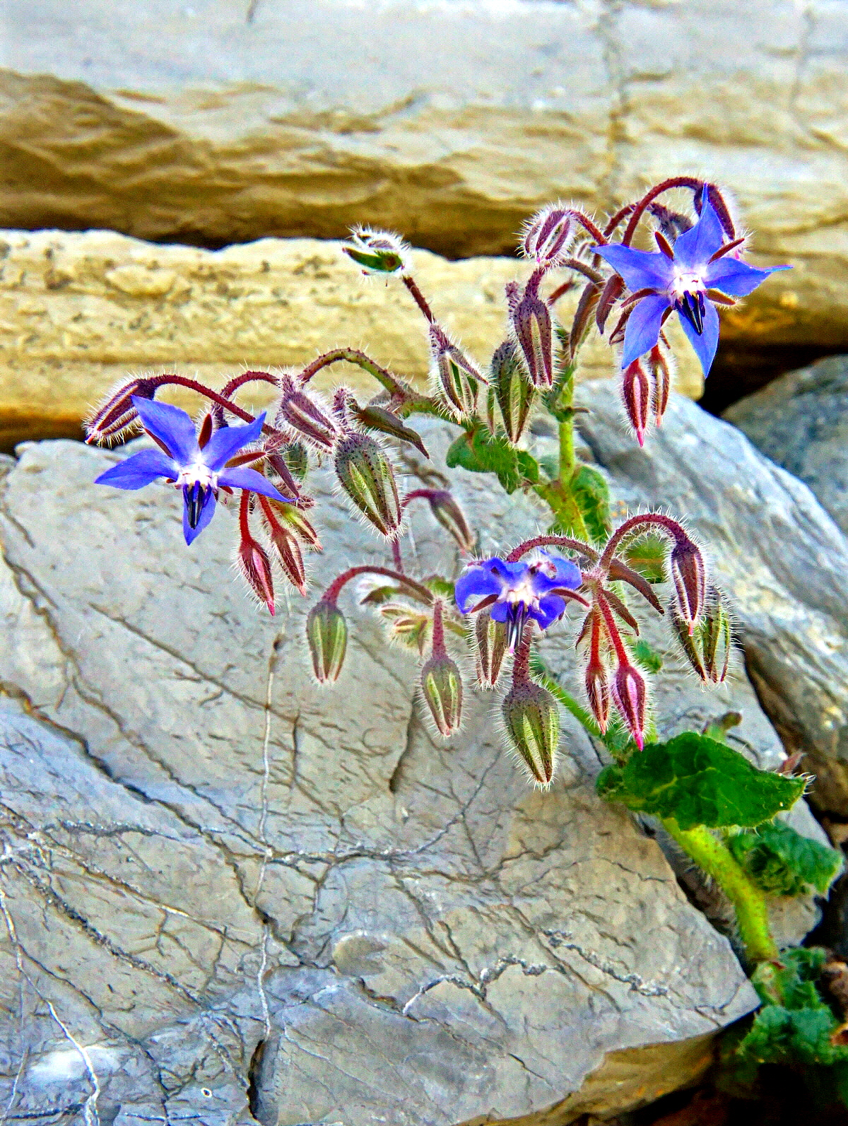 The queen of the dumpling!