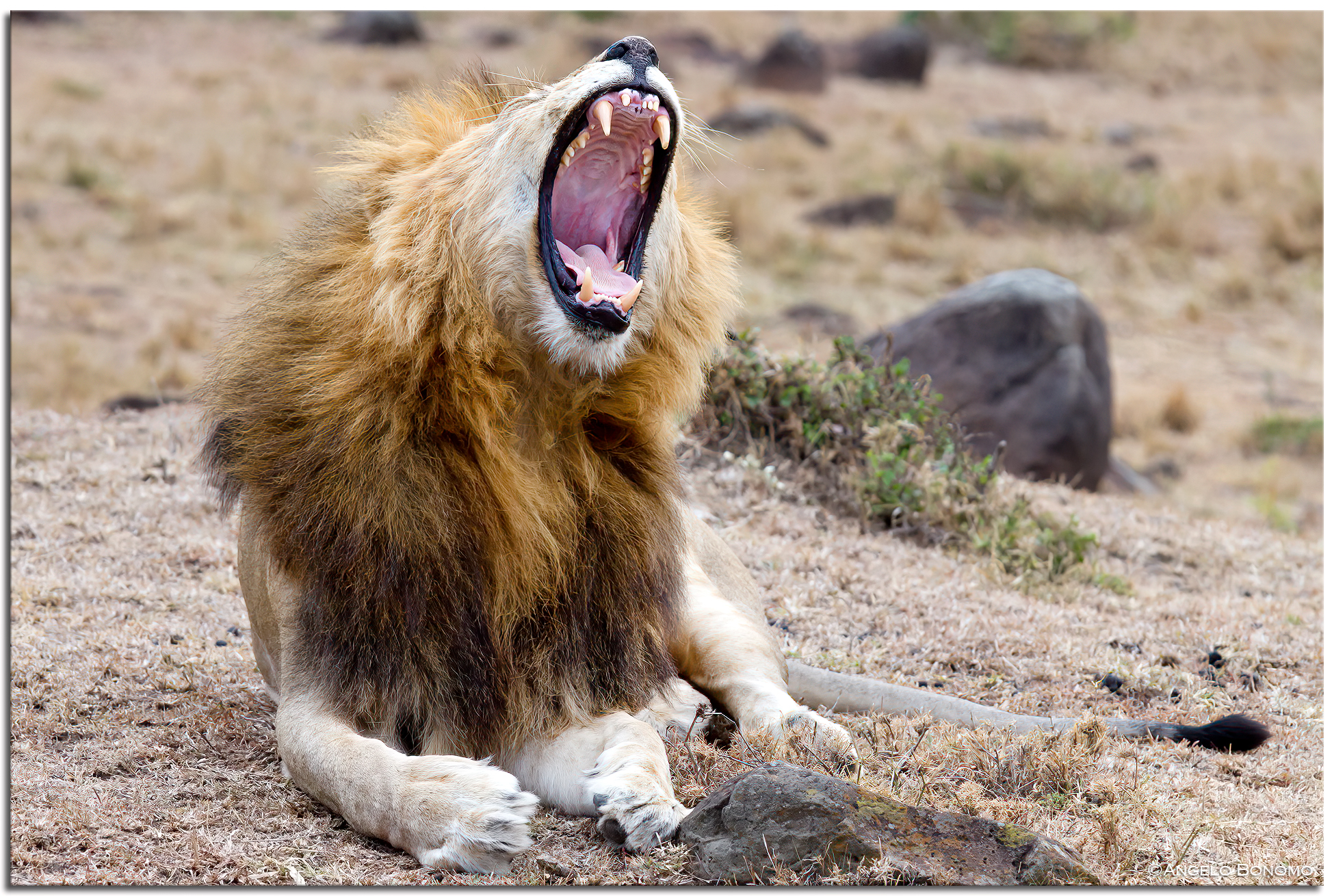 Sbadiglio felino - Kenya
