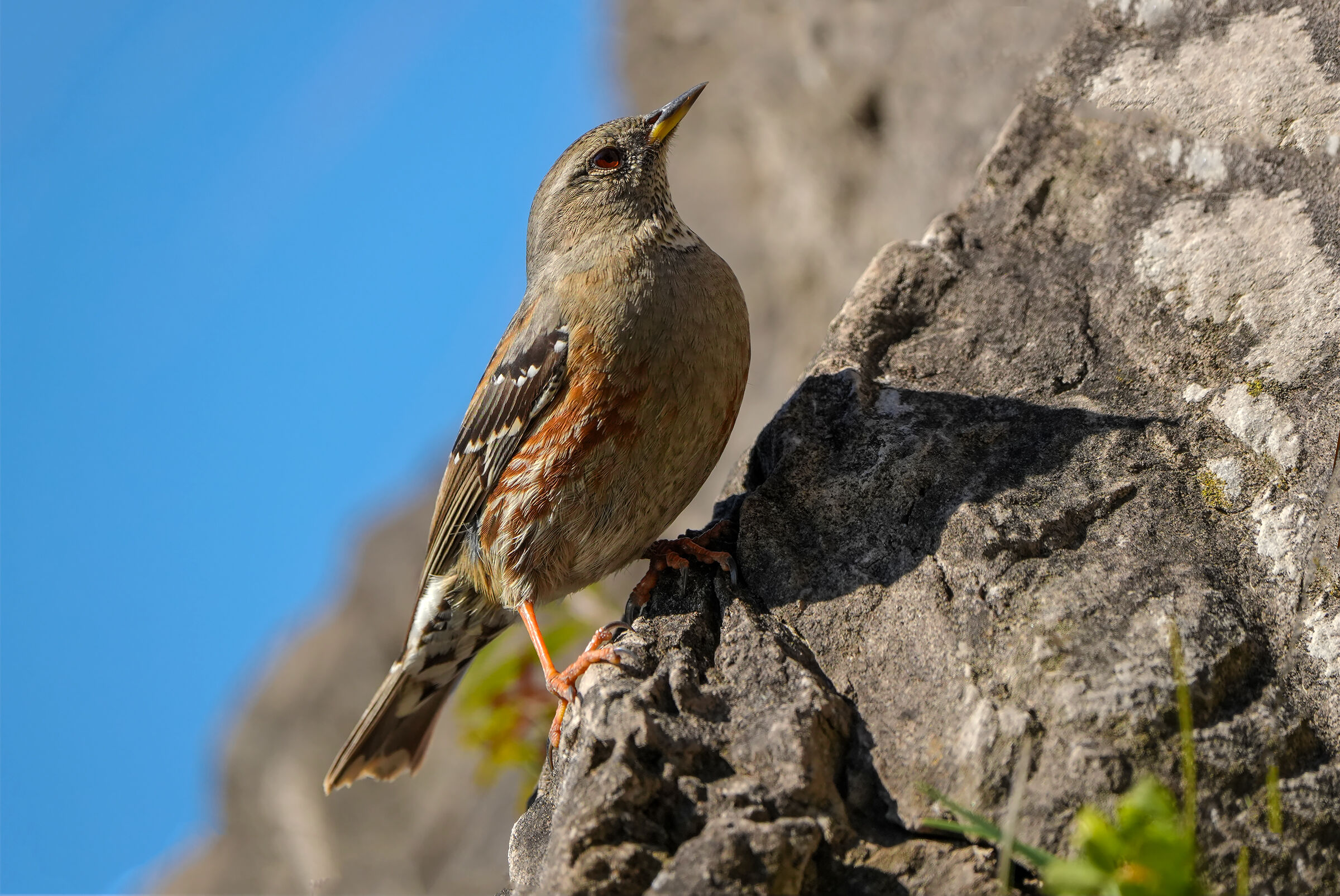 Alpine accentor
