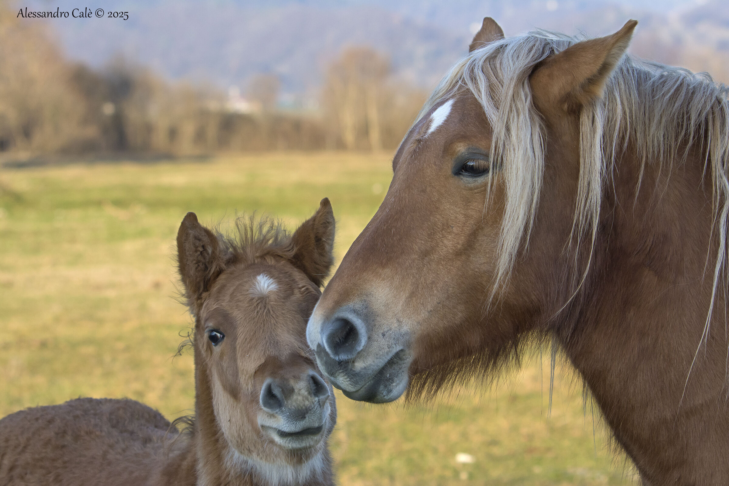 Mommy's Treasure 2462