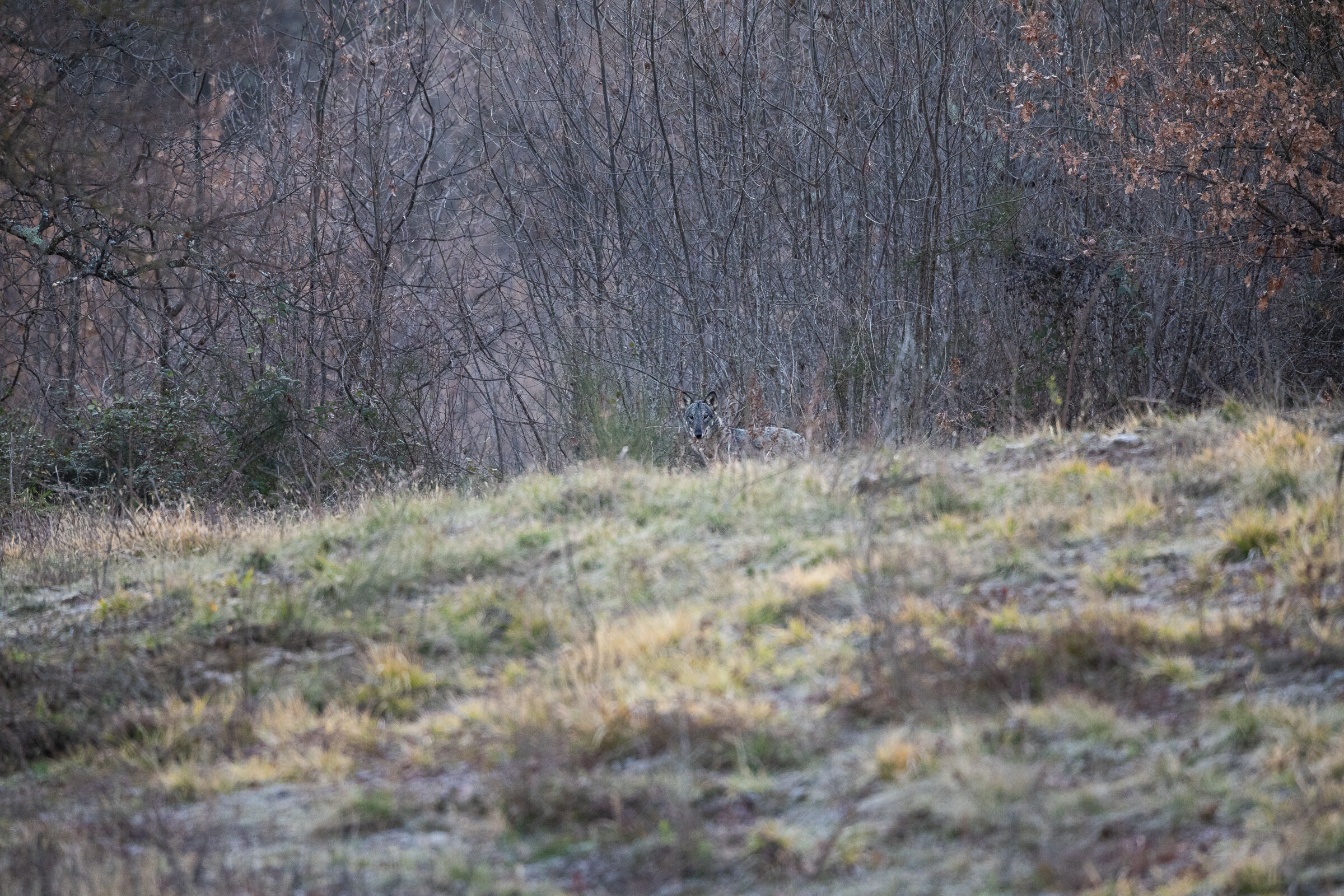 Lupo