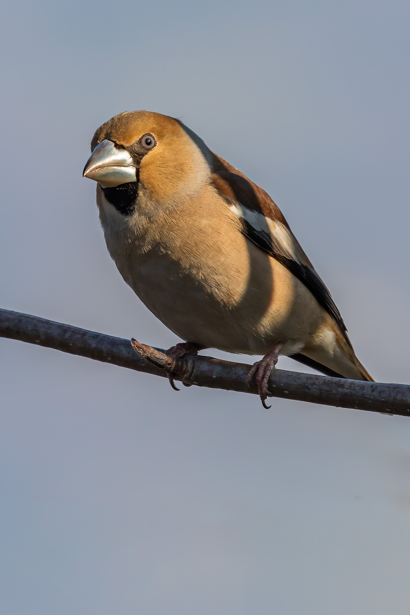 Hawfinch