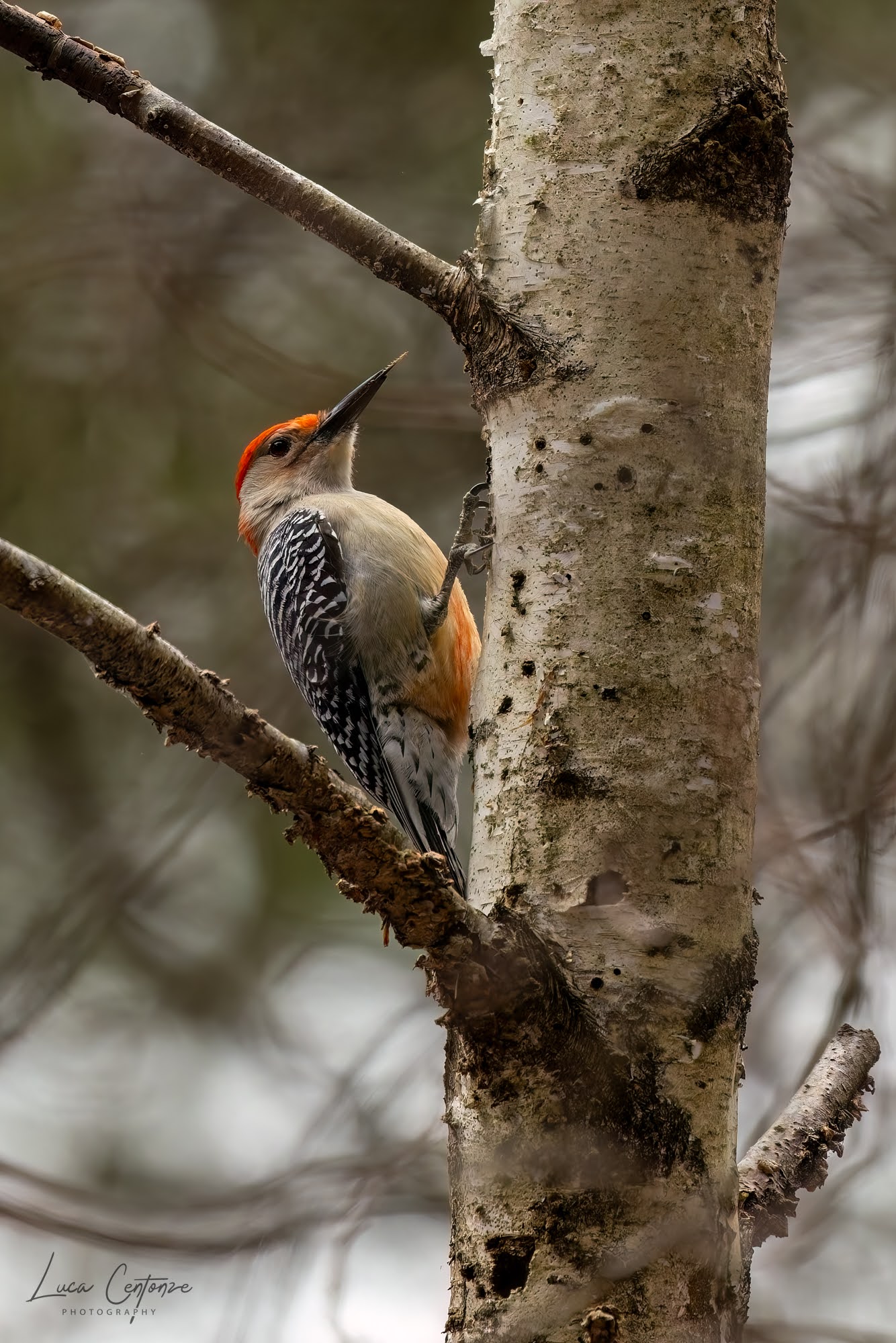 Red-bellied Woodpecker (Melanerpes carolinus)