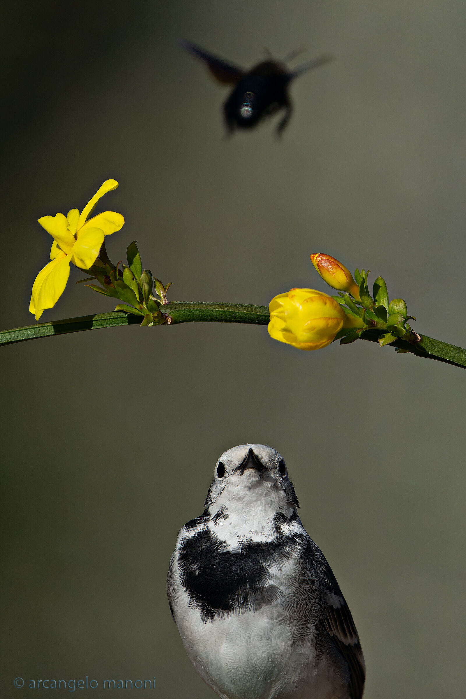 And the xylocopa goes away....