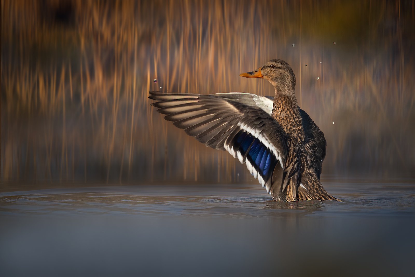 Germano reale femmina