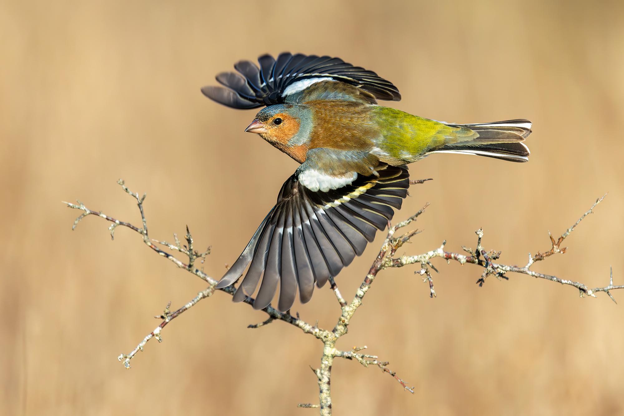 Male Finch