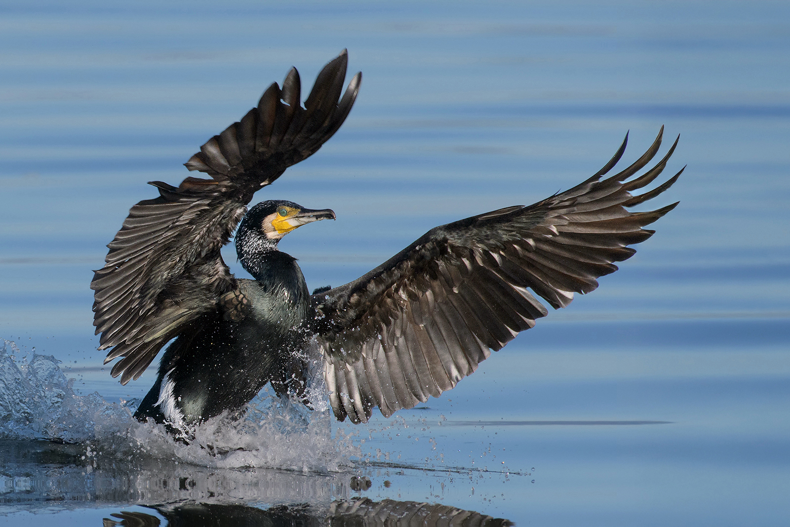 Cormorano in arrivo.