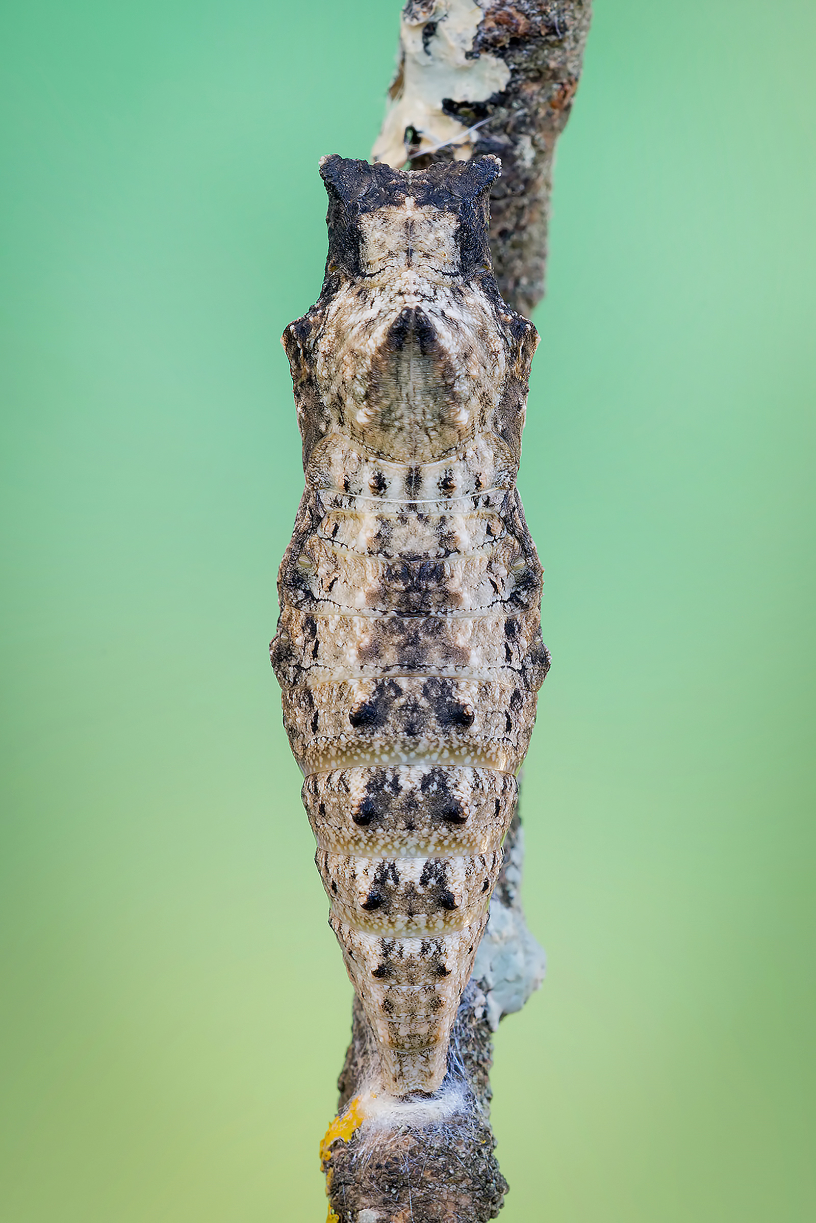 Crisalide di Macaone