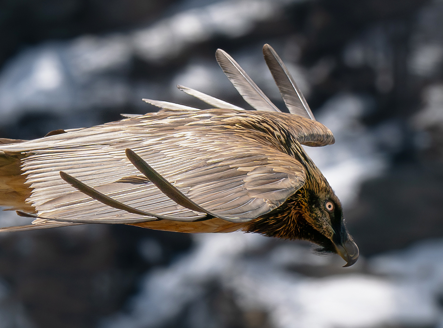 Alla quota del gipeto