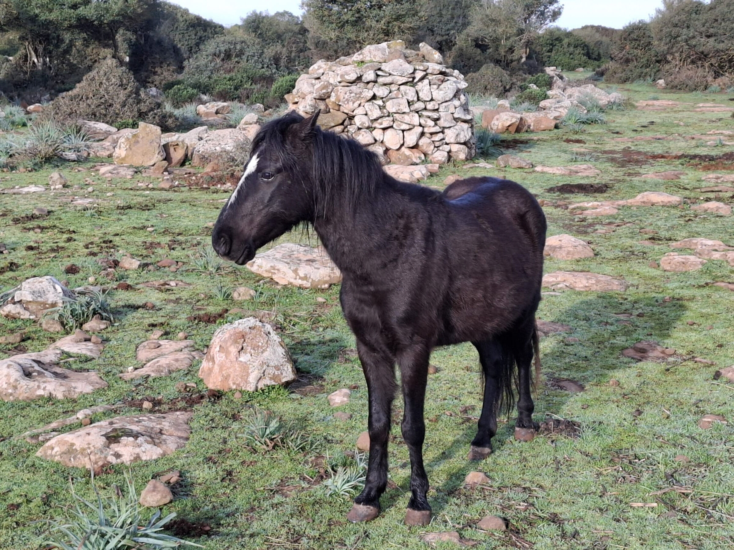 I "Cavallini selvatici" della Giara