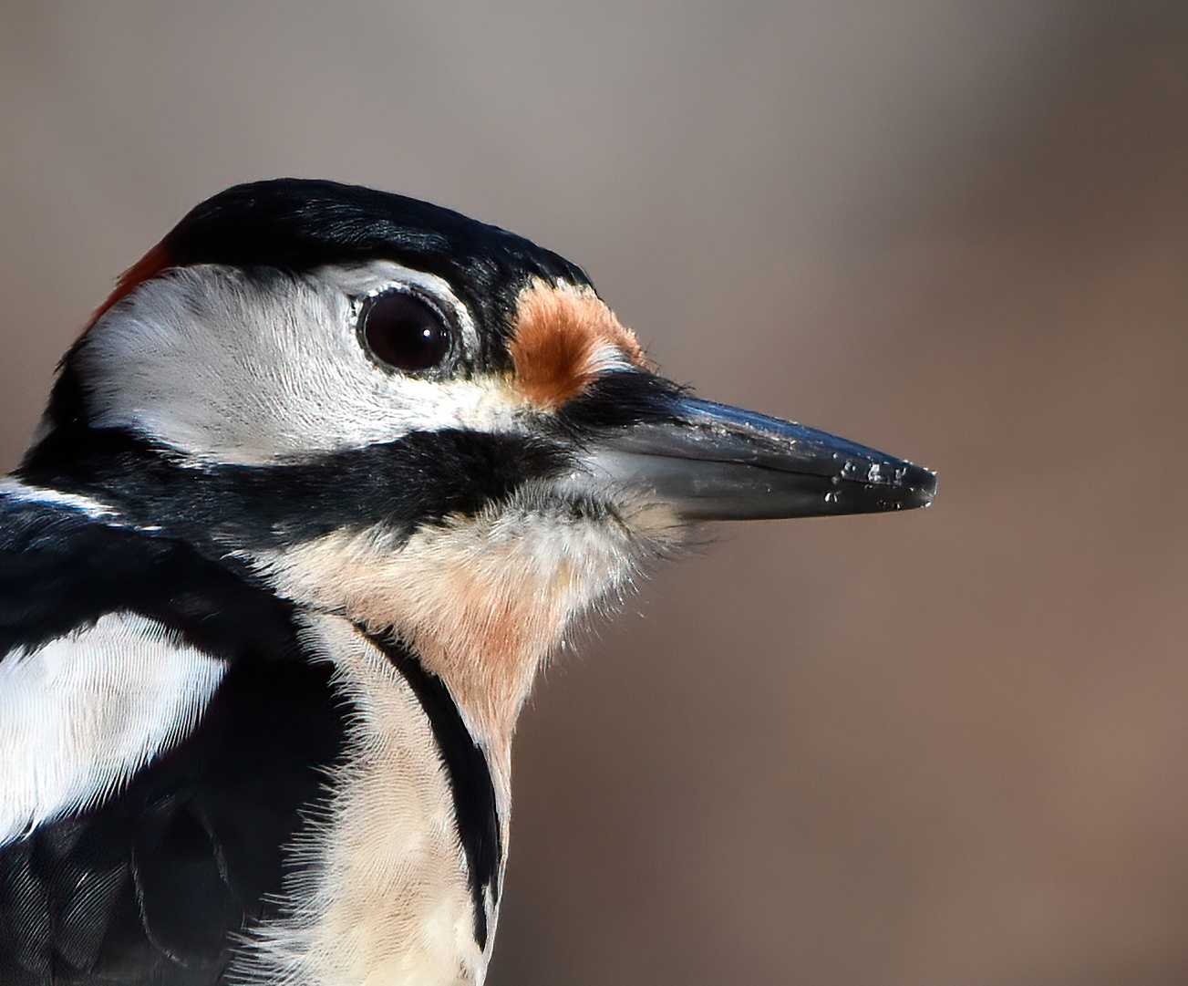 Great spotted woodpecker
