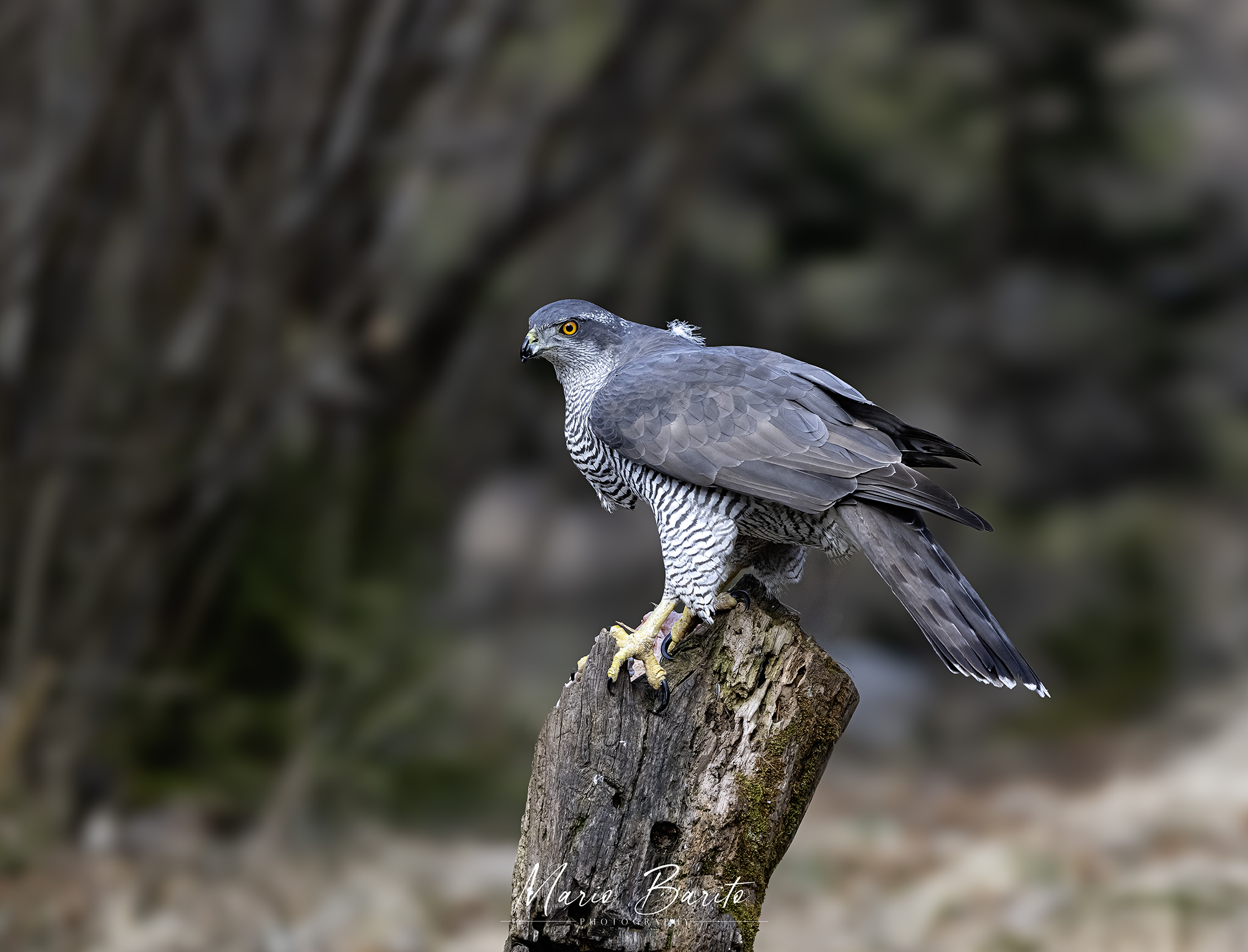goshawk