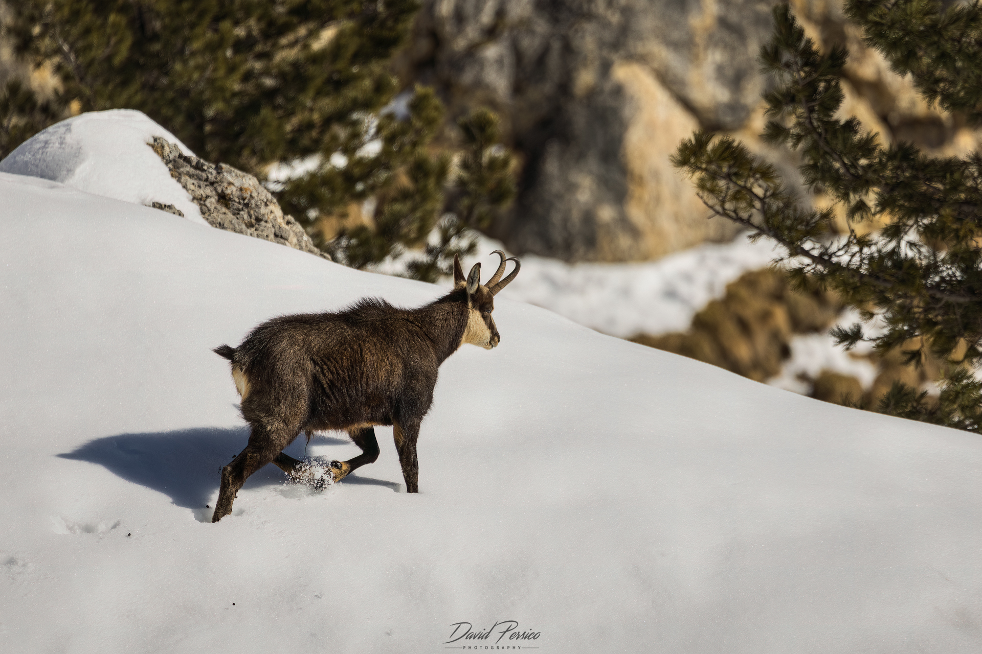 Chamois