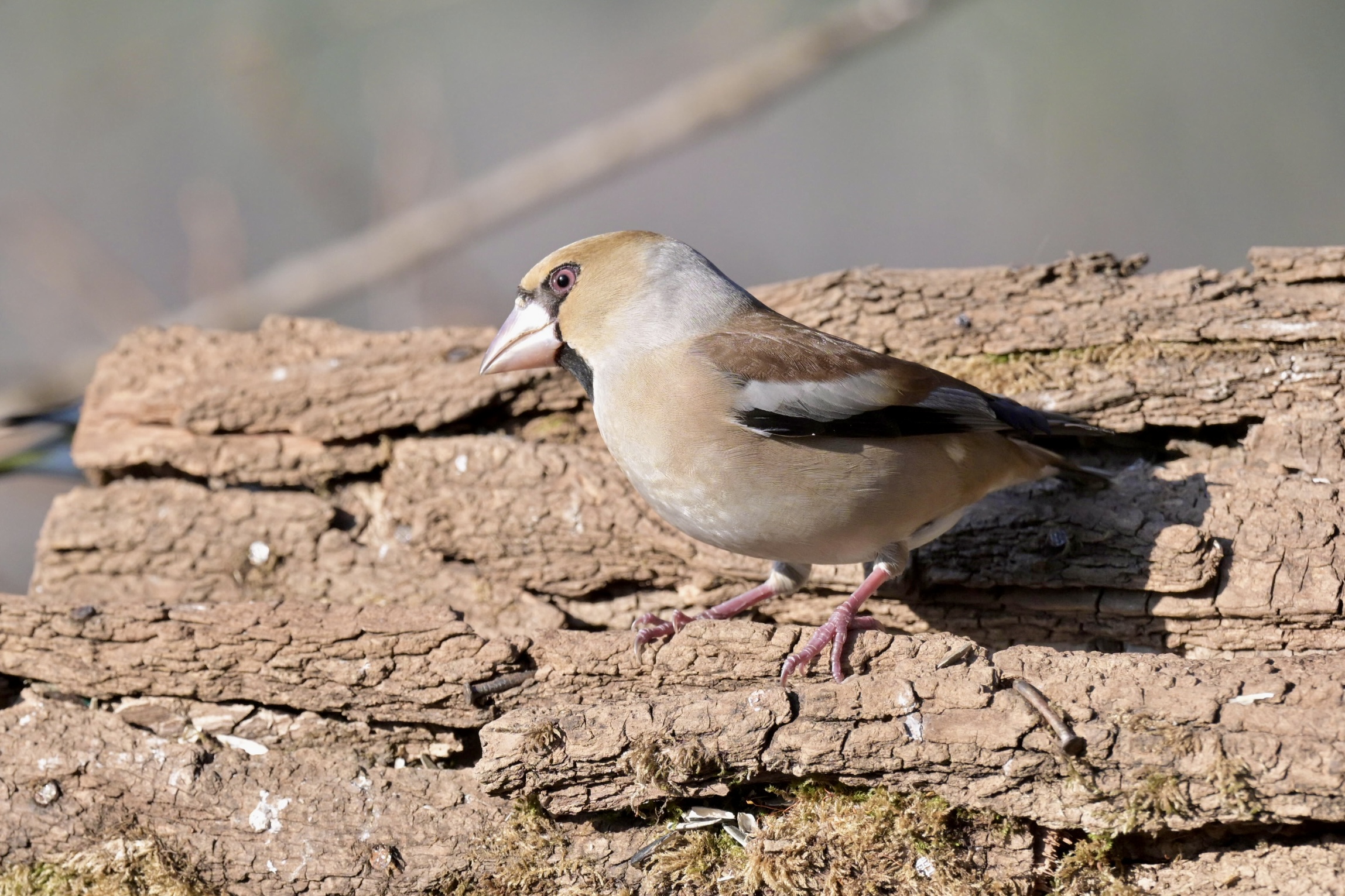 Female Hawfinch