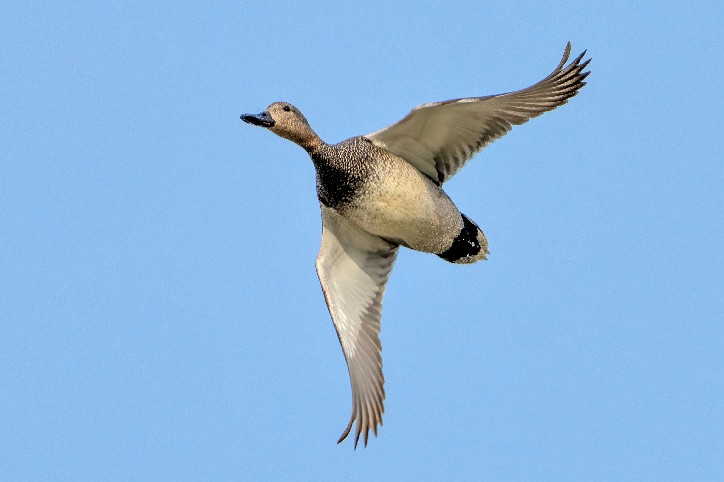Gadwall (Mareca Strepera)