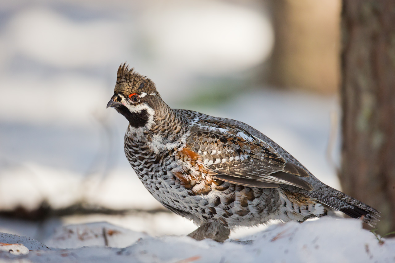 Hazel Grouse