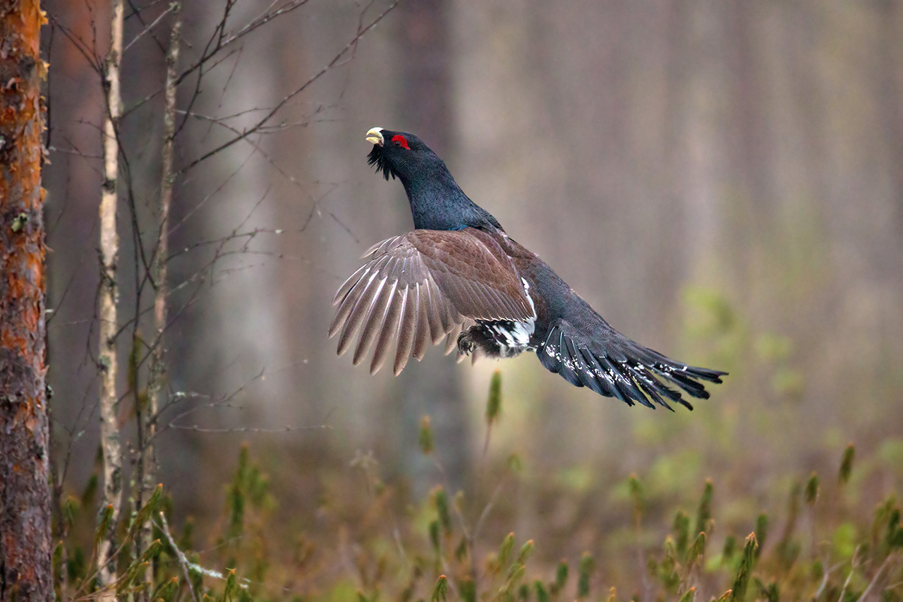 Capercaillie