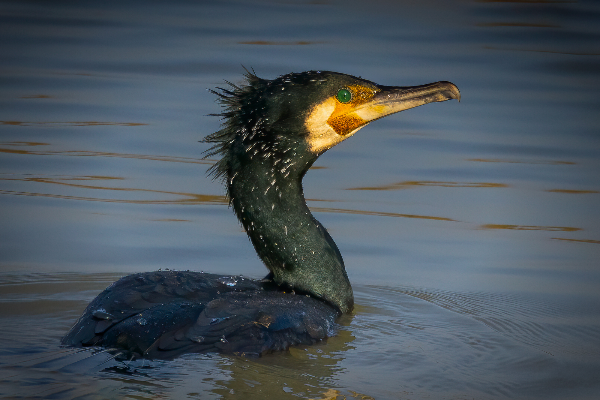 Ritratto di Cormorano