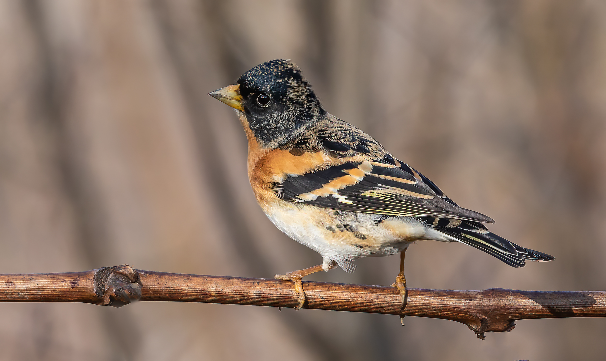 Brambling