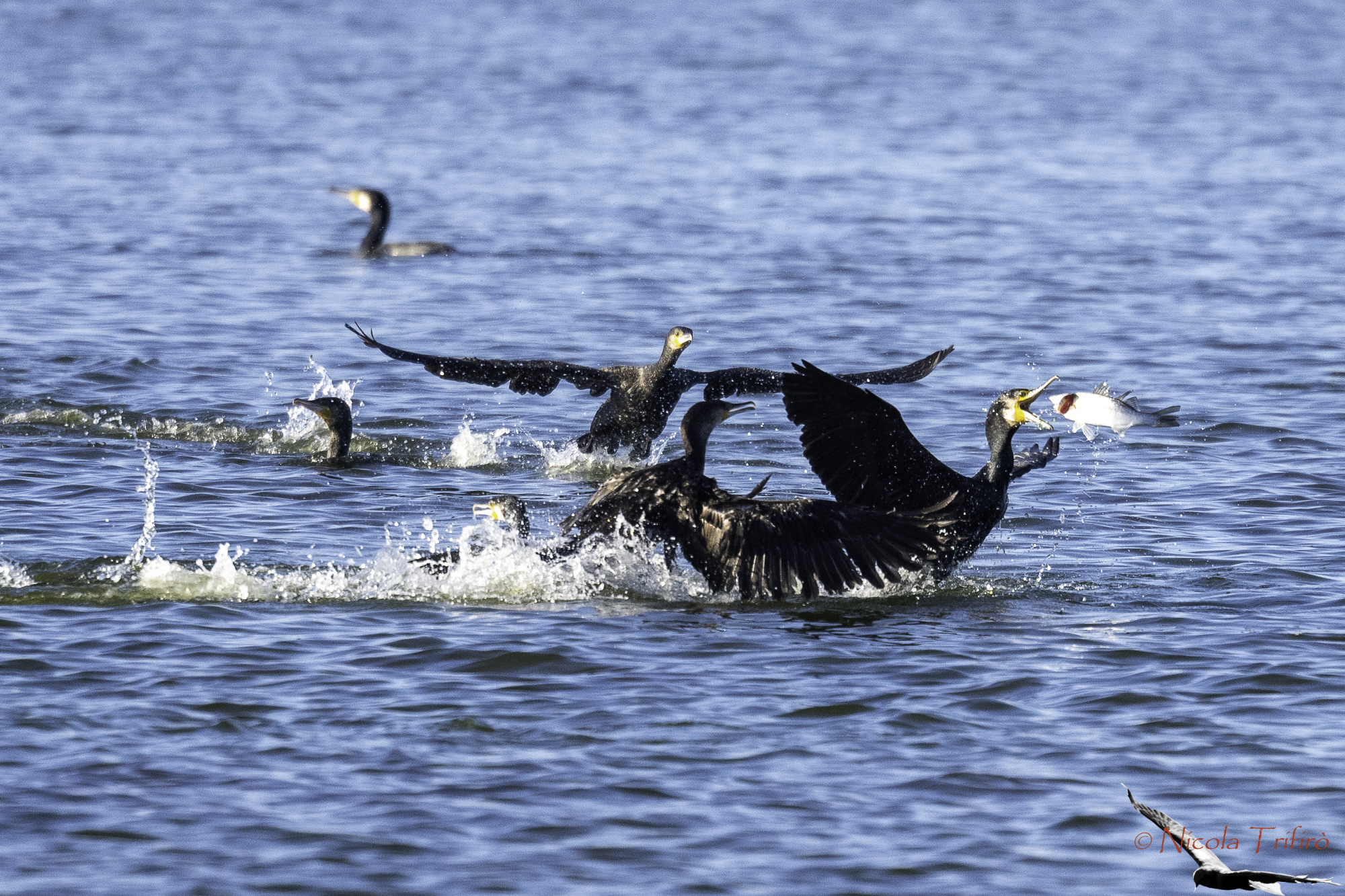 Cormorants fighting for prey