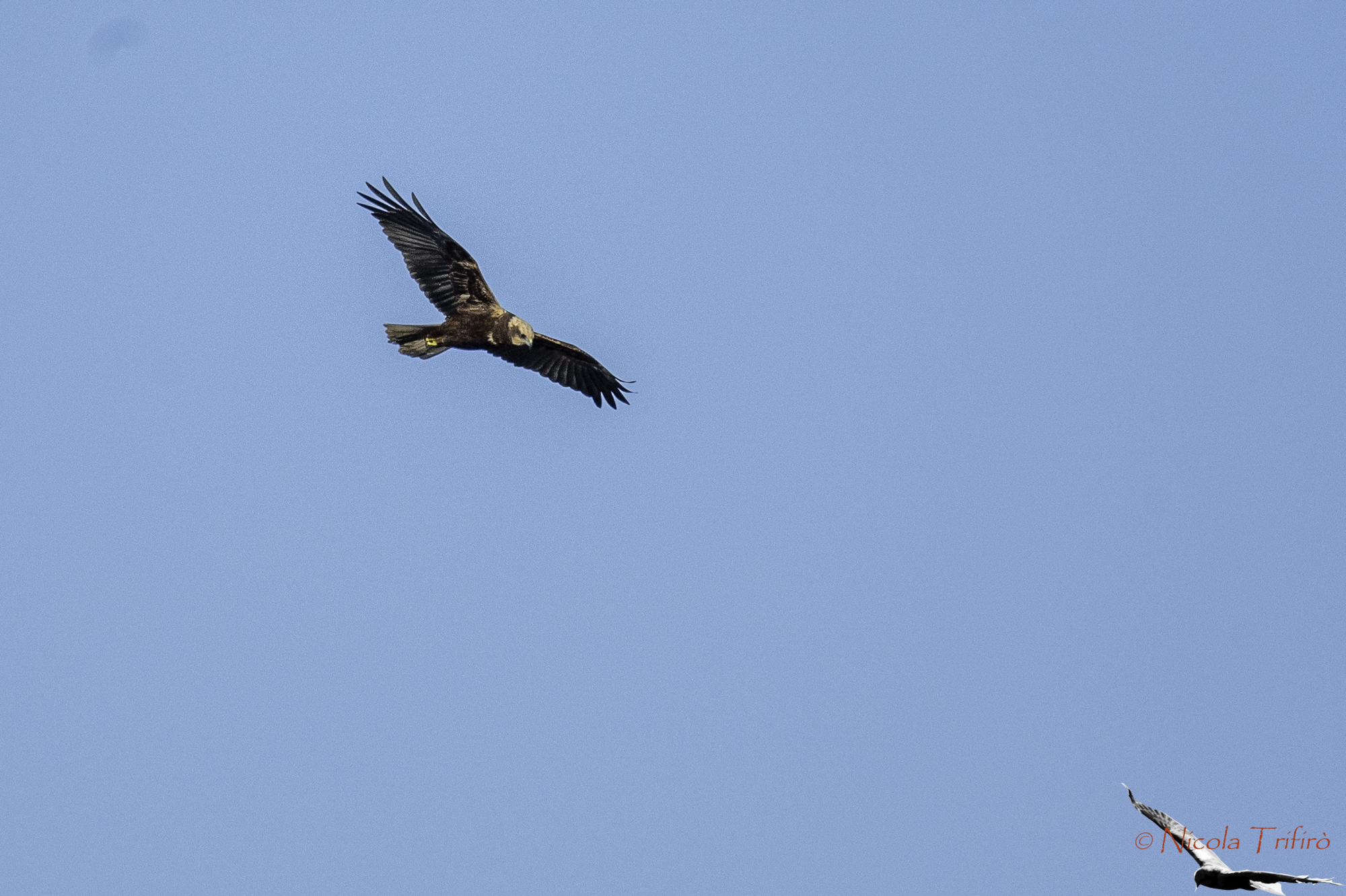 Falco di Palude in perlustrazione