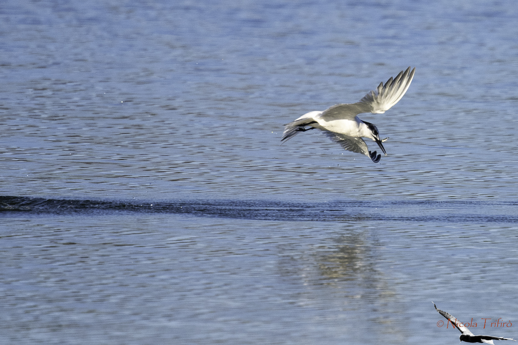 Sandwich Tern with.. Fish